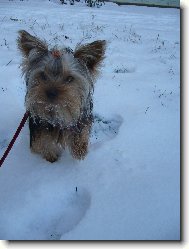 Jorkšírský terier, Yorkshire Terrier,