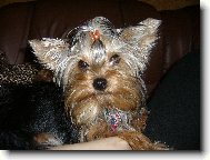 Jorkšírský terier, Yorkshire Terrier,