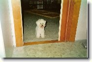Bichon á poil frisé, Bichon Frise