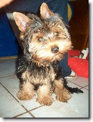 Jorkšírský terier, Yorkshire Terrier,