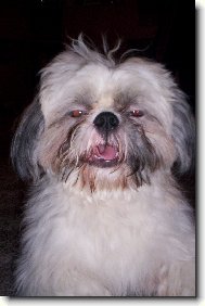 icu, Shih-Tzu