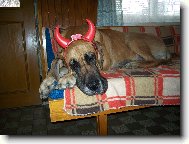 Deutsche Dogge