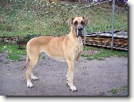 Deutsche Dogge