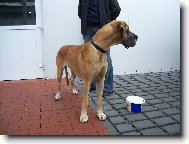 Deutsche Dogge