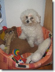 Bichon á poil frisé, Bichon Frise