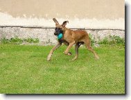 Deutsche Dogge