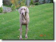 Weimaraner, Weimaraner Vorsterhund