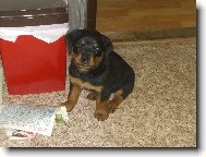 Rottweiler