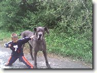 Deutsche Dogge