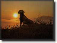 Weimaraner, Weimaraner Vorsterhund