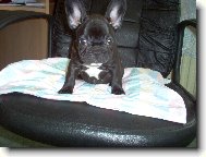 Bouledogue francais, French Bulldog
