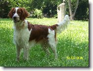 Irish Red and White Setter