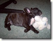 Bouledogue francais, French Bulldog