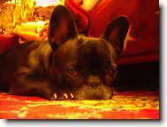 Bouledogue francais, French Bulldog