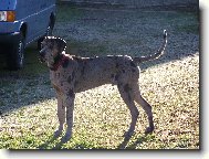 Deutsche Dogge