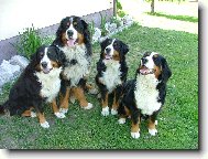 Berner Sennenhund
