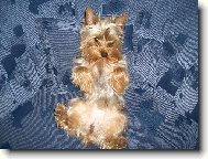 Jorkšírský terier, Yorkshire Terrier,