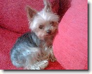 Jorkšírský terier, Yorkshire Terrier,