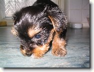 Jorkšírský terier, Yorkshire Terrier,