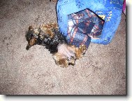 Jorkšírský terier, Yorkshire Terrier,