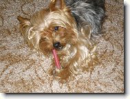 Jorkšírský terier, Yorkshire Terrier,