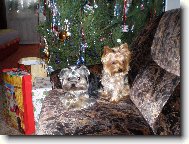 Jorkšírský terier, Yorkshire Terrier,