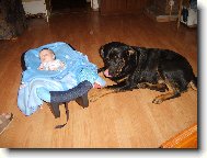 Rottweiler