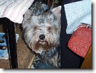 Jorkšírský terier, Yorkshire Terrier,