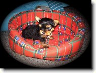 Jorkšírský terier, Yorkshire Terrier,