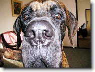 Deutsche Dogge