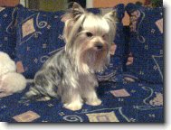 Jorkšírský terier, Yorkshire Terrier,