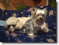 Jorkšírský terier, Yorkshire Terrier,