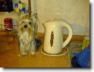 Jorkšírský terier, Yorkshire Terrier,