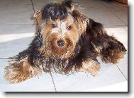 Jorkšírský terier, Yorkshire Terrier,
