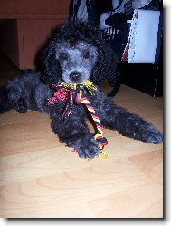 Poodle, Caniche