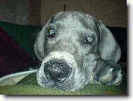 Deutsche Dogge