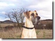Deutsche Dogge