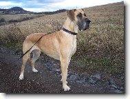 Deutsche Dogge