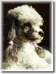 Poodle, Caniche