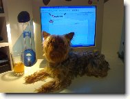 Jorkšírský terier, Yorkshire Terrier,
