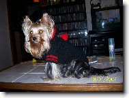 Jorkšírský terier, Yorkshire Terrier,