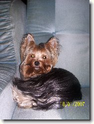 Jorkšírský terier, Yorkshire Terrier,