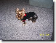 Jorkšírský terier, Yorkshire Terrier,