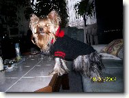 Jorkšírský terier, Yorkshire Terrier,