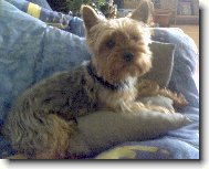 Jorkšírský terier, Yorkshire Terrier,