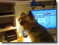 Jorkšírský terier, Yorkshire Terrier,