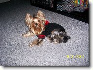 Jorkšírský terier, Yorkshire Terrier,