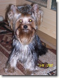 Jorkšírský terier, Yorkshire Terrier,