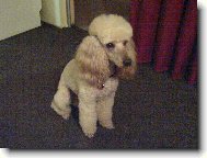 Poodle, Caniche