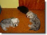 Dandie Dinmont Terrier